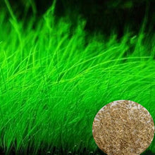 Load image into Gallery viewer, NEW Green Grass Plant Aquarium Fish Tank Plants Prospects Grass Landscaping Decoration Wholesale
