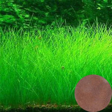 Load image into Gallery viewer, NEW Green Grass Plant Aquarium Fish Tank Plants Prospects Grass Landscaping Decoration Wholesale
