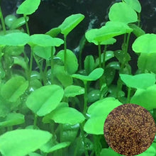 Load image into Gallery viewer, NEW Green Grass Plant Aquarium Fish Tank Plants Prospects Grass Landscaping Decoration Wholesale
